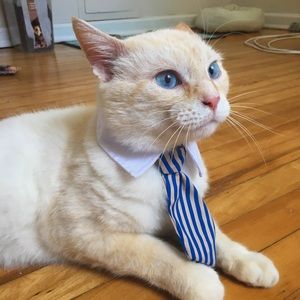 Meet your Posher, Meghin